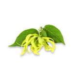 Ylang Ylang - Essential Oil Solid Perfume