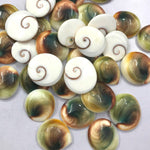 Shiva Eye Shell - Gemstones - Polished