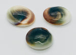 Shiva Eye Shell - Gemstones - Polished