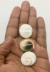 Shiva Eye Shell - Gemstones - Polished